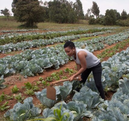 A lawsuit against GMOs in Kenya has been dismissed by the court, causing concerns about trade in East Africa.