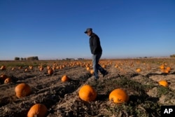 Pumpkin growers in the western region are facing challenges with water shortages, high temperatures, and expensive labor.