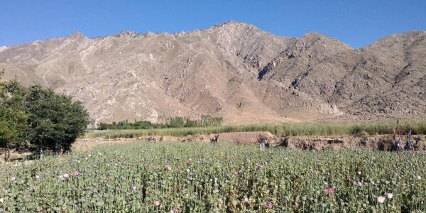 According to a survey by the United Nations, there has been a 95% decrease in opium cultivation in Afghanistan.