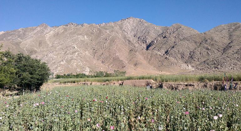 According to a survey by the United Nations, there has been a 95% decrease in opium cultivation in Afghanistan.