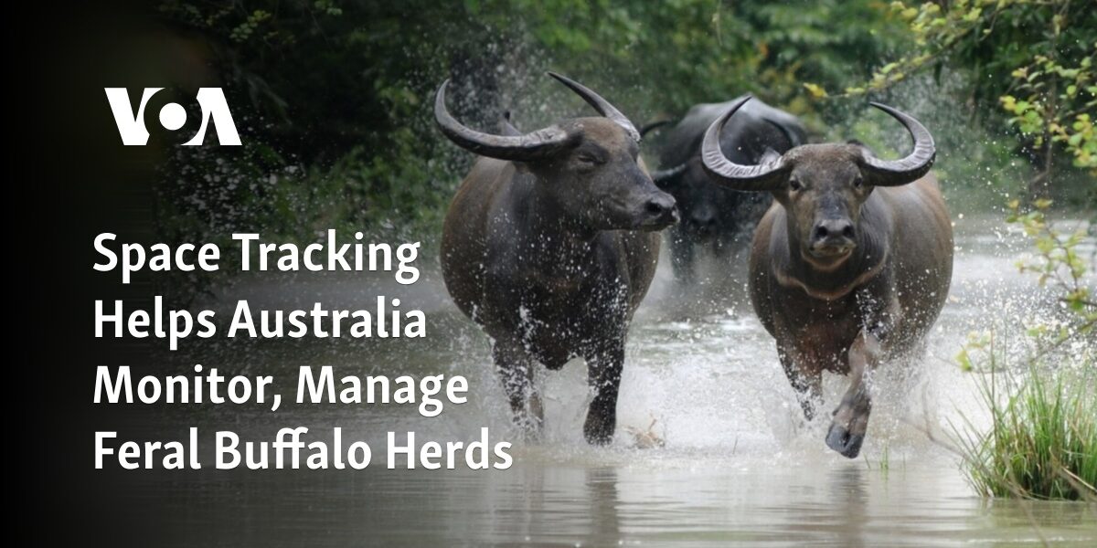 Australia uses space tracking technology to keep an eye on and control the populations of feral buffalo herds.