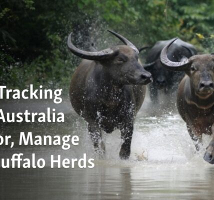 Australia uses space tracking technology to keep an eye on and control the populations of feral buffalo herds.