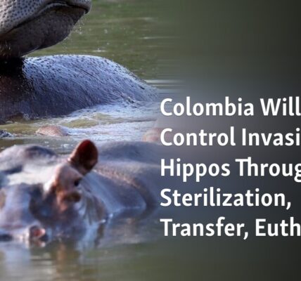 Colombia is aiming to control the population of hippos through sterilization, relocation, and euthanasia.