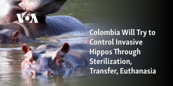 Colombia is aiming to control the population of hippos through sterilization, relocation, and euthanasia.