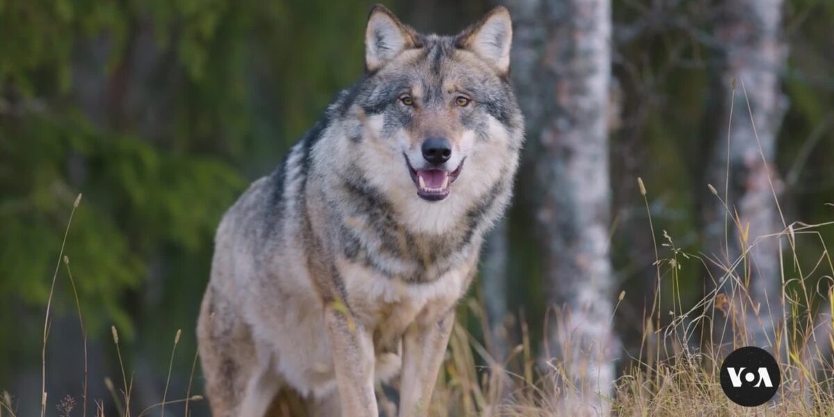 Gray wolves have recently taken up residence in California's Sequoia National Forest.