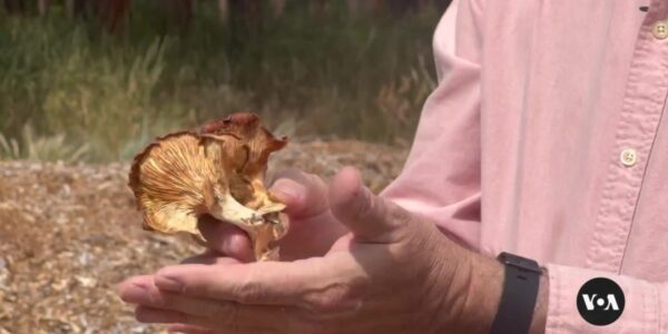 New research shows that mushrooms may be a useful tool in reducing the risks of wildfires.