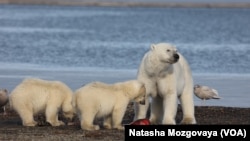 The decline of Arctic sea ice poses a danger to polar bears.