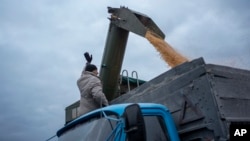 A farmer loads grain into a truck near the frontline in Sumy region, Ukraine, Nov. 24, 2023.