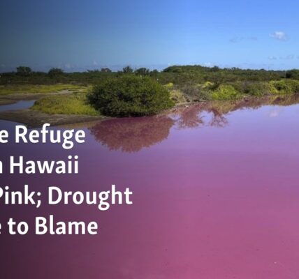 The pond at the Hawaii Wildlife Refuge has turned pink, potentially due to drought conditions.
