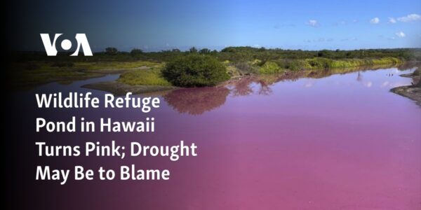 The pond at the Hawaii Wildlife Refuge has turned pink, potentially due to drought conditions.