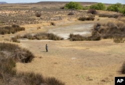 FILE - In this Sept. 24, 2021, photo, a shepherd stands in a dry riverbed at Colesberg, Northern Cape, South Africa.