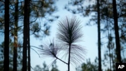 FILE - A longleaf pine tree is seen on Jesse Wimberley's property Nov. 8, 2023, in West End, NC.