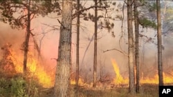 Experts suggest that implementing "prescribed burns" in the southeastern region of the United States could benefit forests.