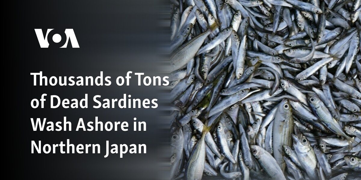 Large quantities of deceased sardines are found stranded on the coast of Northern Japan.