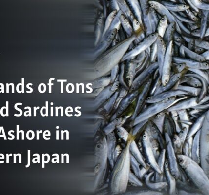 Large quantities of deceased sardines are found stranded on the coast of Northern Japan.