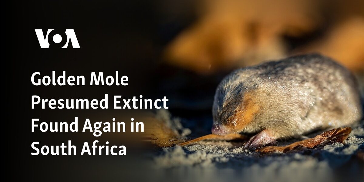 The previously thought-to-be extinct Golden Mole has been rediscovered in South Africa.
