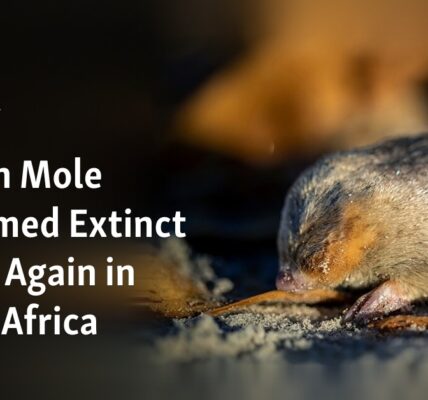 The previously thought-to-be extinct Golden Mole has been rediscovered in South Africa.