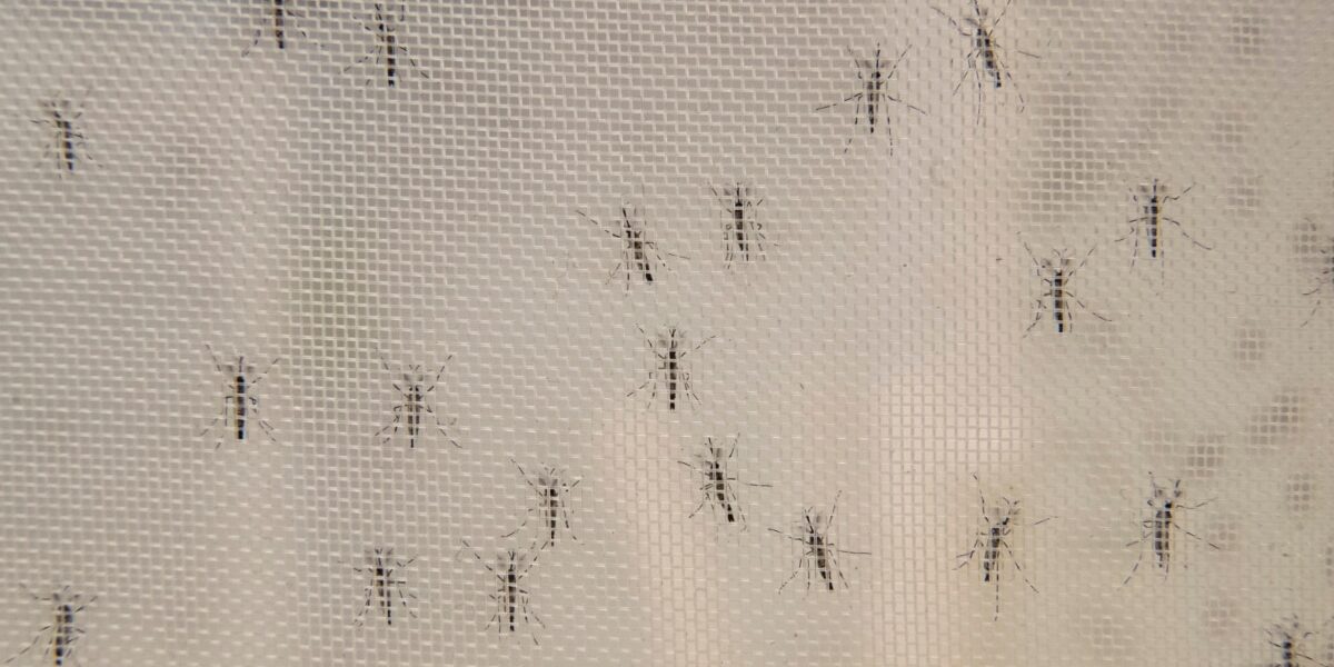 Two companies have declared a collaboration to introduce mosquitos that combat dengue in the Caribbean.