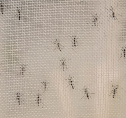 Two companies have declared a collaboration to introduce mosquitos that combat dengue in the Caribbean.