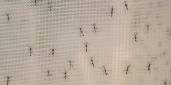 Two companies have declared a collaboration to introduce mosquitos that combat dengue in the Caribbean.