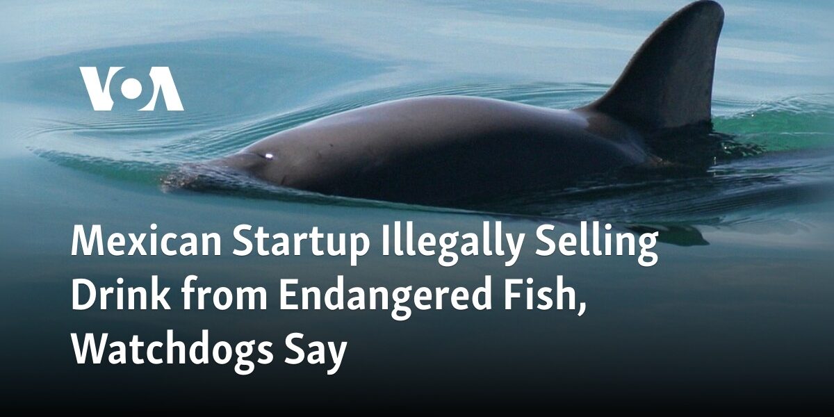 Watchdogs accuse a Mexican startup of unlawfully selling a beverage made from an endangered fish.