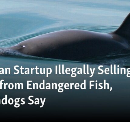 Watchdogs accuse a Mexican startup of unlawfully selling a beverage made from an endangered fish.
