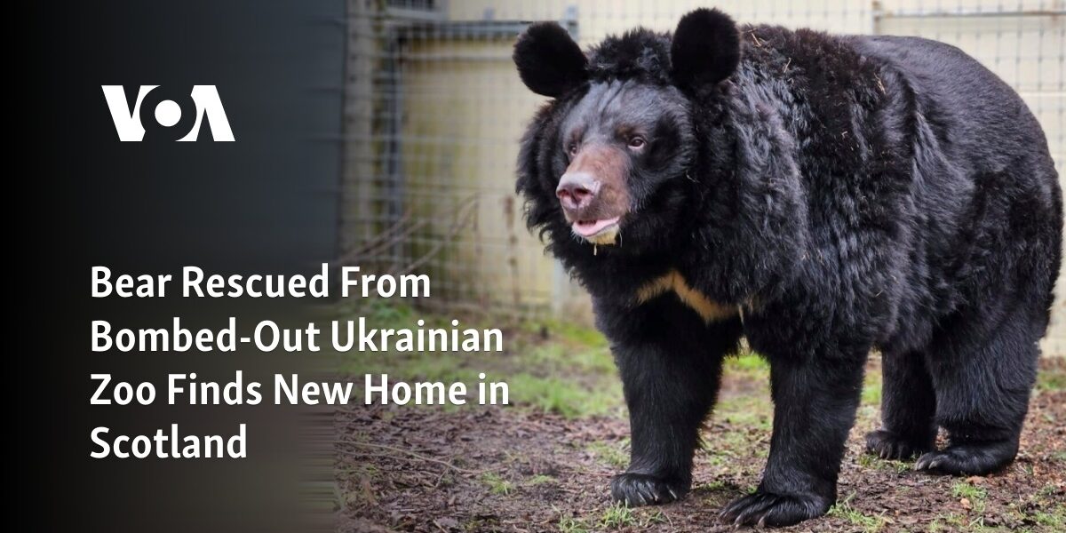 A bear that was saved from a zoo destroyed by bombings in Ukraine has been relocated to Scotland.