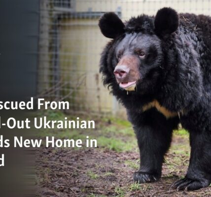 A bear that was saved from a zoo destroyed by bombings in Ukraine has been relocated to Scotland.