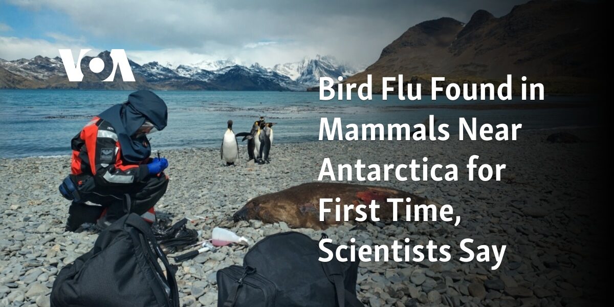 According to researchers, avian influenza has been discovered in mammals near Antarctica for the first time.