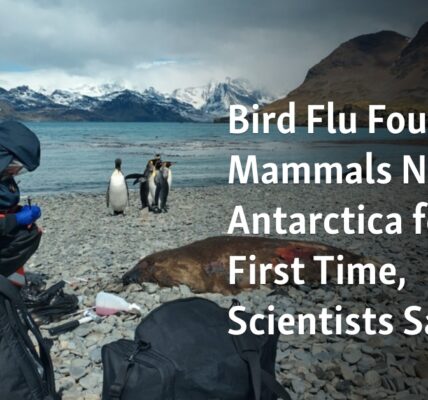 According to researchers, avian influenza has been discovered in mammals near Antarctica for the first time.