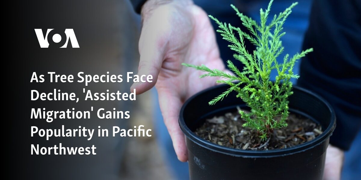 As the number of tree species in decline increases, the practice of 'assisted migration' is becoming more popular in the Pacific Northwest region.