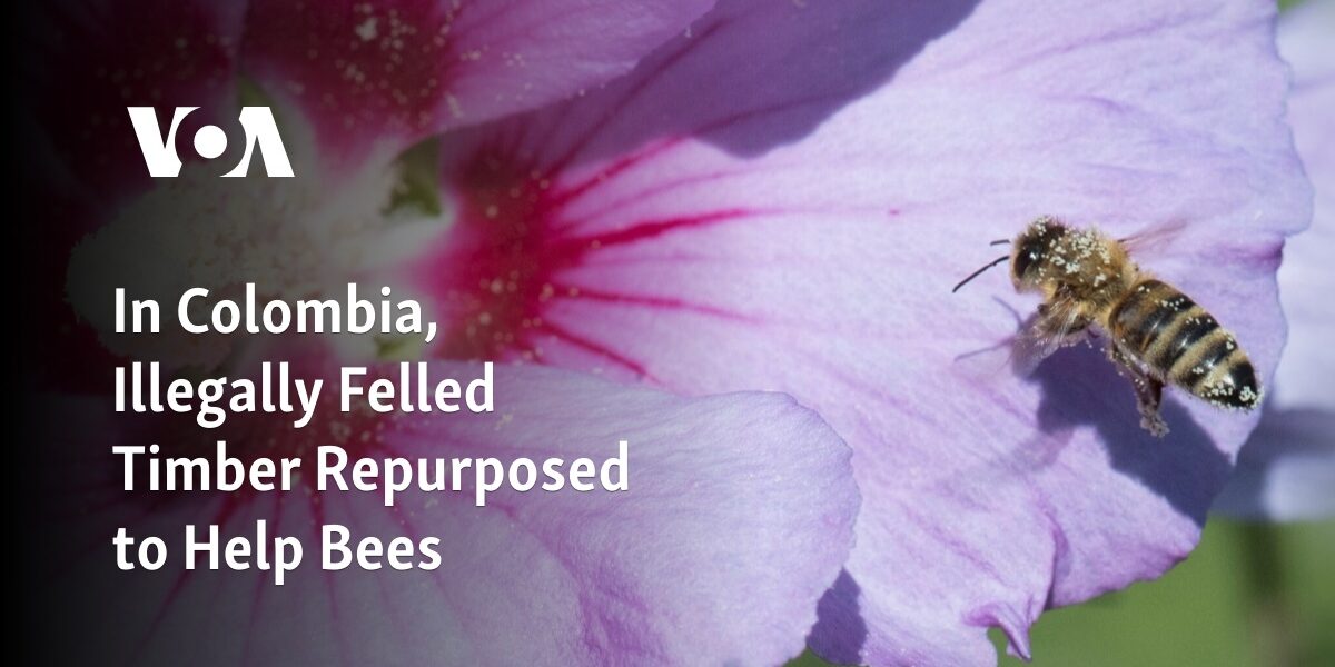 Illegally harvested timber in Colombia is being repurposed to aid bee populations.