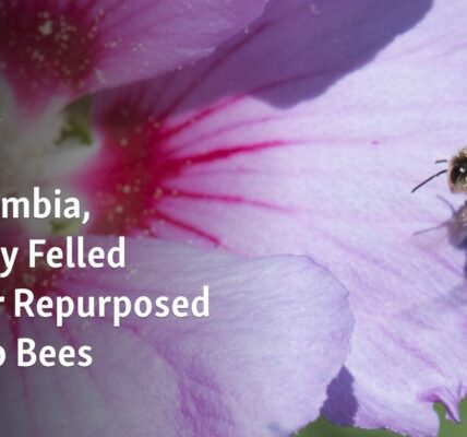 Illegally harvested timber in Colombia is being repurposed to aid bee populations.