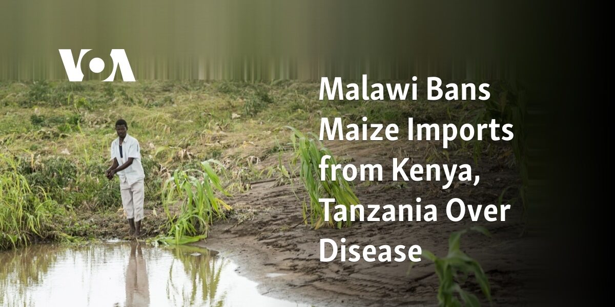 Outbreak

The country of Malawi has prohibited the importation of maize from Kenya and Tanzania due to a recent outbreak of disease.