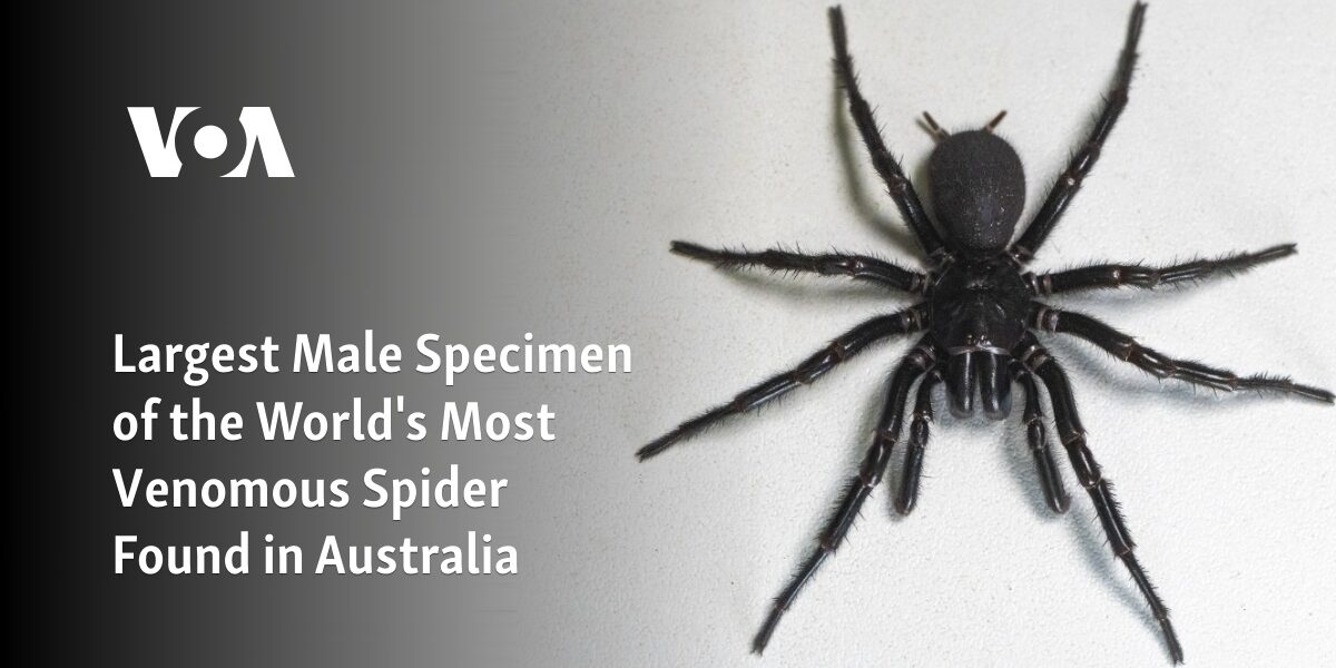 The biggest male specimen of the world's most venomous spider was discovered in Australia.