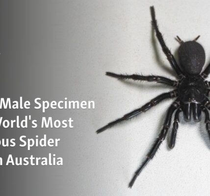 The biggest male specimen of the world's most venomous spider was discovered in Australia.
