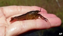 FILE - This undated image released by the US Fish and Wildlife Service shows a small lobster-shaped Panama City crayfish.