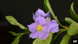 FILE - This image released by the US Fish and Wildlife Service shows a flower from a shrub known as marrón bacora on March 21, 2021.