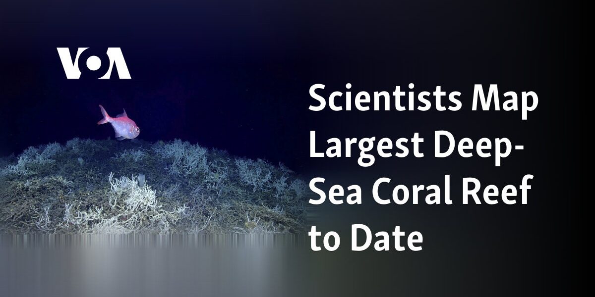 The most extensive deep-sea coral reef discovered by scientists so far has been successfully mapped.