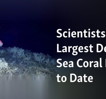 The most extensive deep-sea coral reef discovered by scientists so far has been successfully mapped.