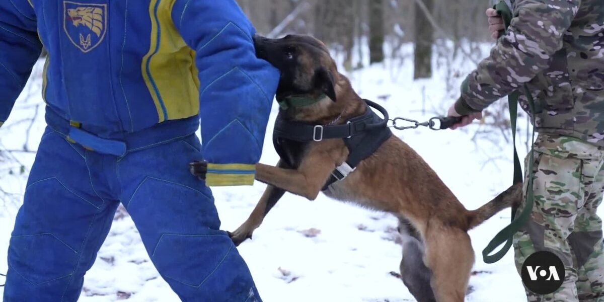 The Ukrainian military is training dogs to take part in combat operations.