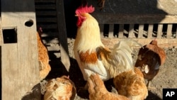 The United States poultry industry is disrupted by outbreaks of avian flu.