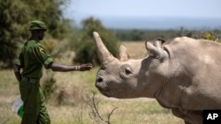 FILE - A ranger reaches out toward female northern white rhino Najin, one of the last two northern white rhinos on the planet, in her enclosure at Ol Pejeta Conservancy in Kenya on Aug. 23, 2019.