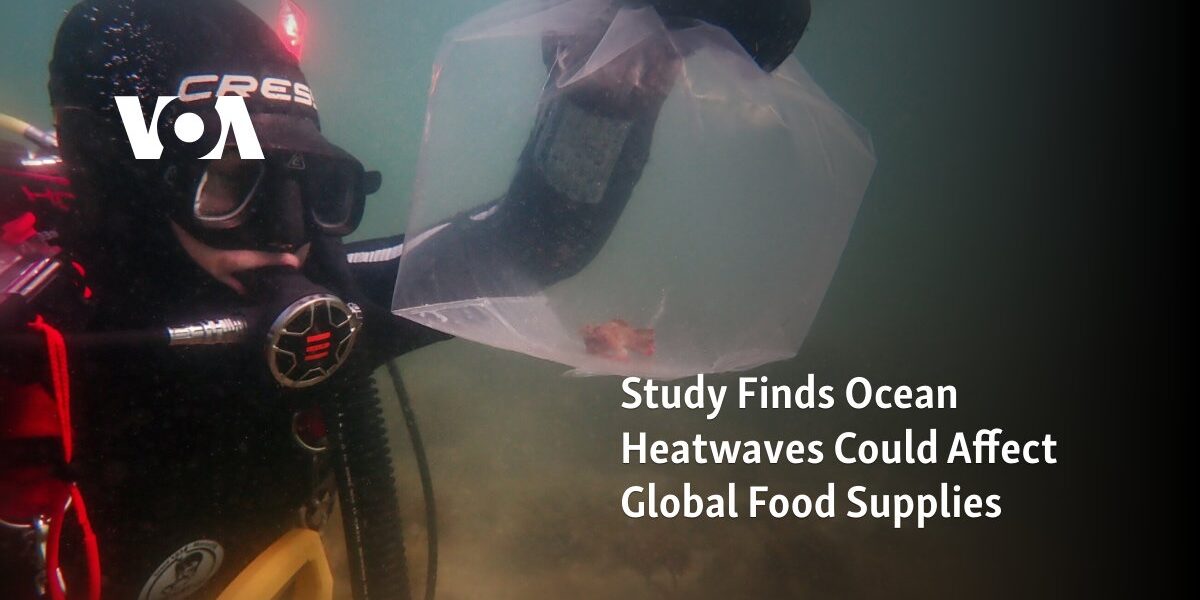 A research reveals that heatwaves in the ocean could potentially impact the global food supply.