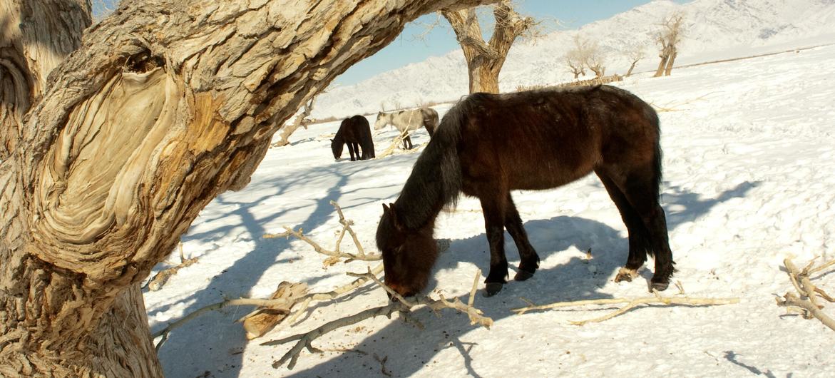 A severe weather event in Mongolia, known as a "dzud," has placed 90% of the country in a state of high risk.