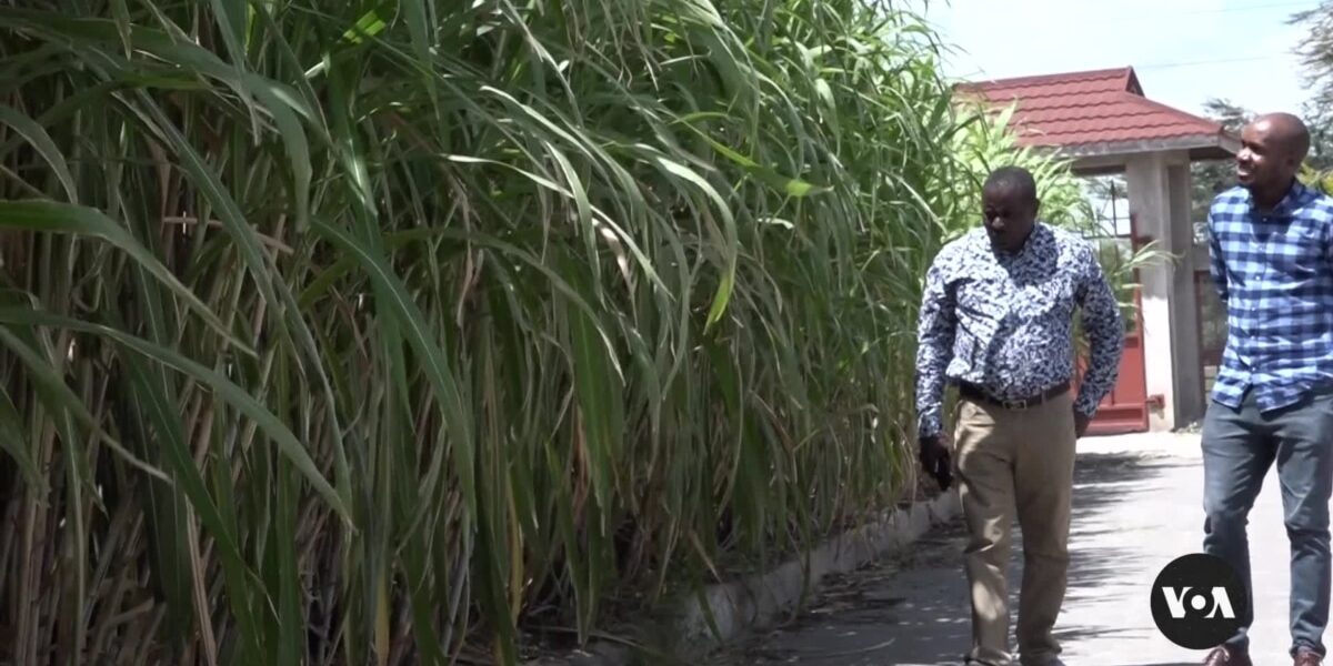 Kenyan farmers are adopting Chinese-engineered grass for animal feed.