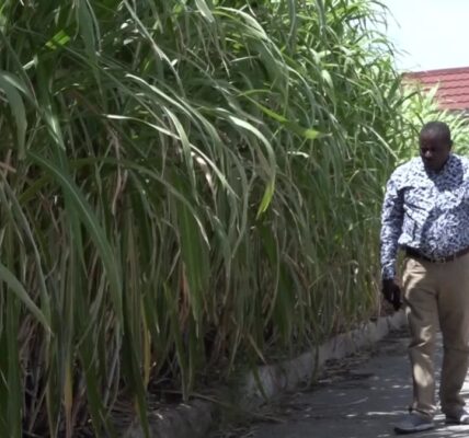 Kenyan farmers are adopting Chinese-engineered grass for animal feed.