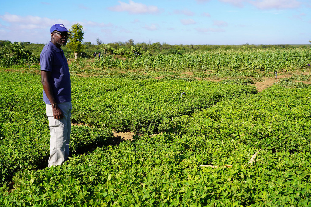 UN Resident Coordinator, Issa Sanogo, visits a field in Amboasary Madagascar, where peanuts are thriving due to new irrigation measures.