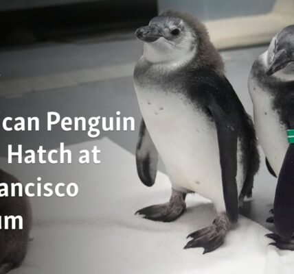 Ten baby African penguins are born at the San Francisco Museum.