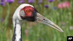 The 42-year-old crane, who had developed feelings for its keeper, has passed away.